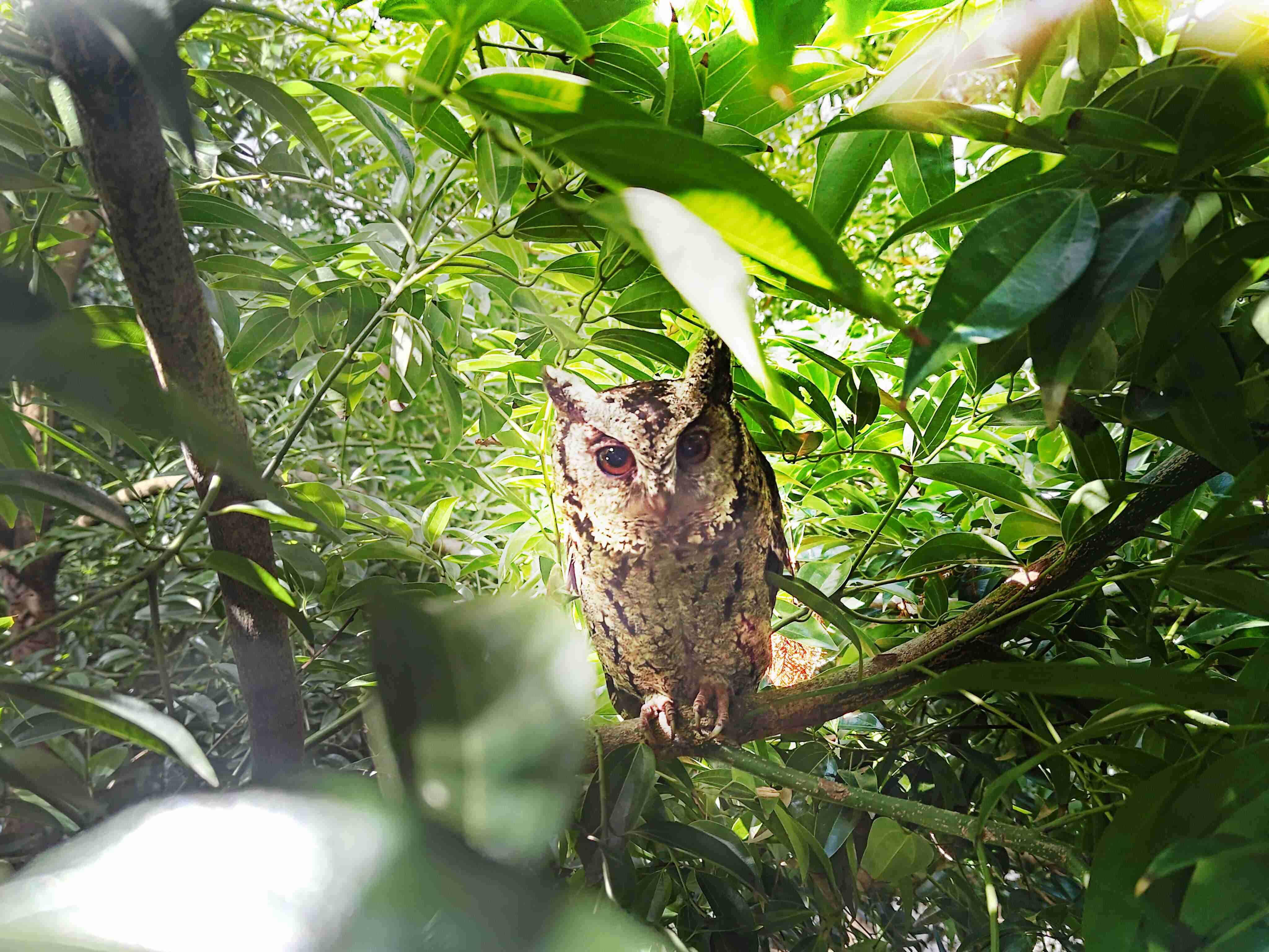 巨星国际致力提倡净零绿生活，，16年以来在全球各厂区植树逾百万棵，，，造就各厂区树木蔚然成林，，，犹如森林工厂，，，成为许多生物的栖息地